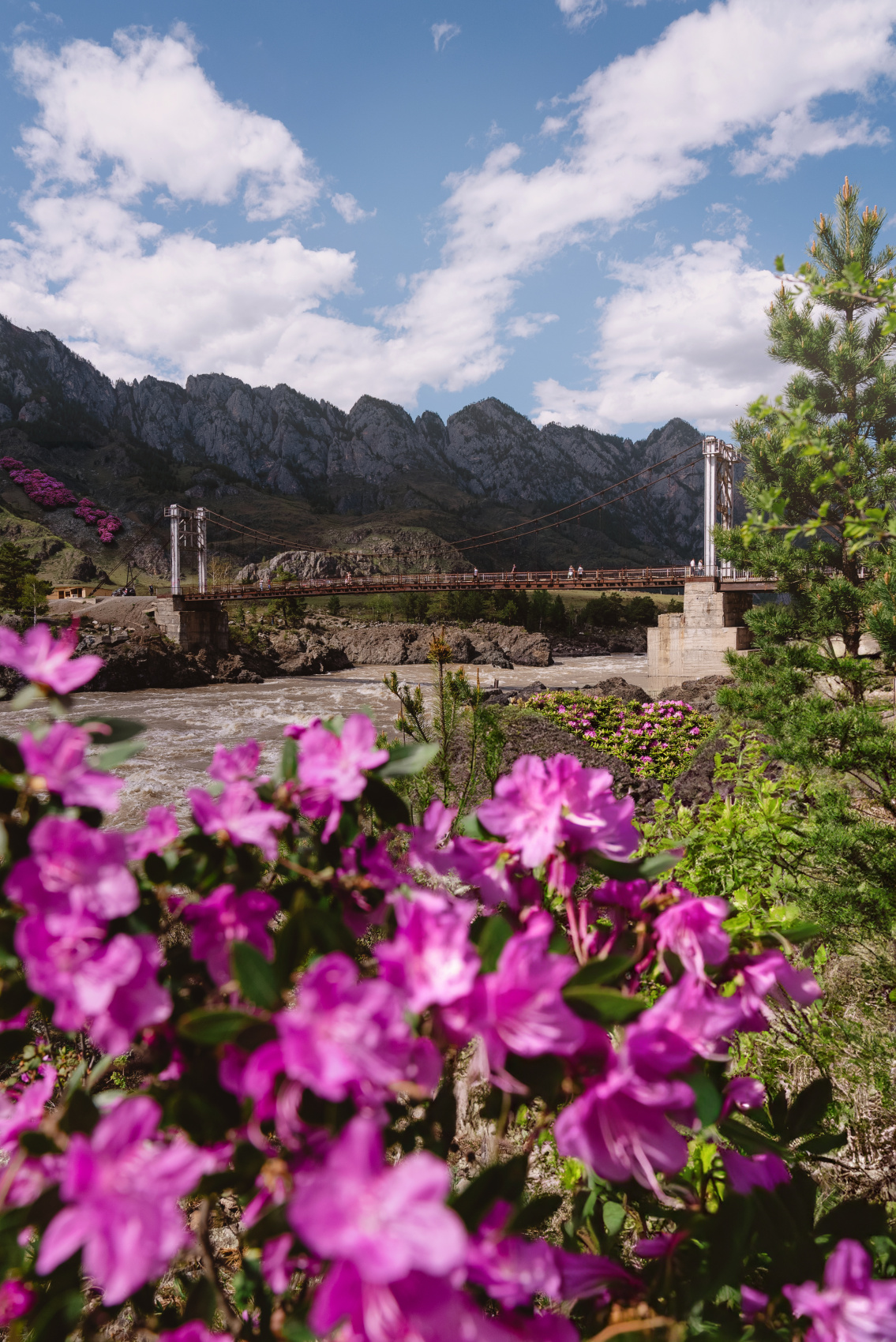 Цветение маральника, 3 дня (10/10)