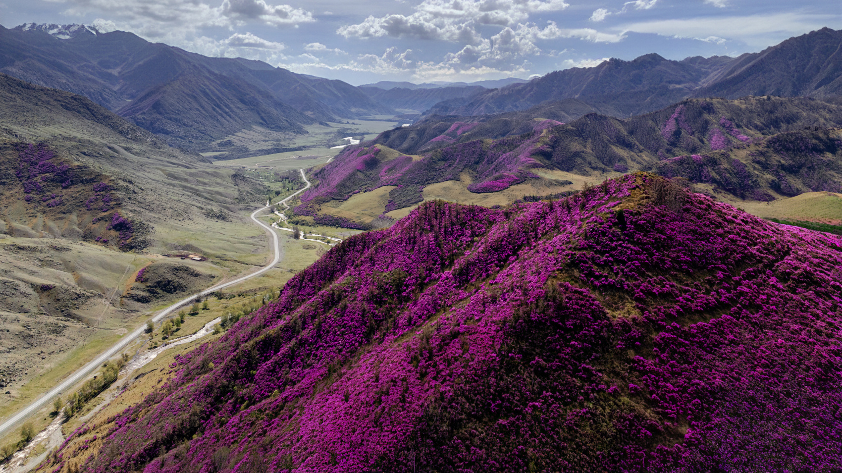 Цветение маральника, 3 дня (2/10)