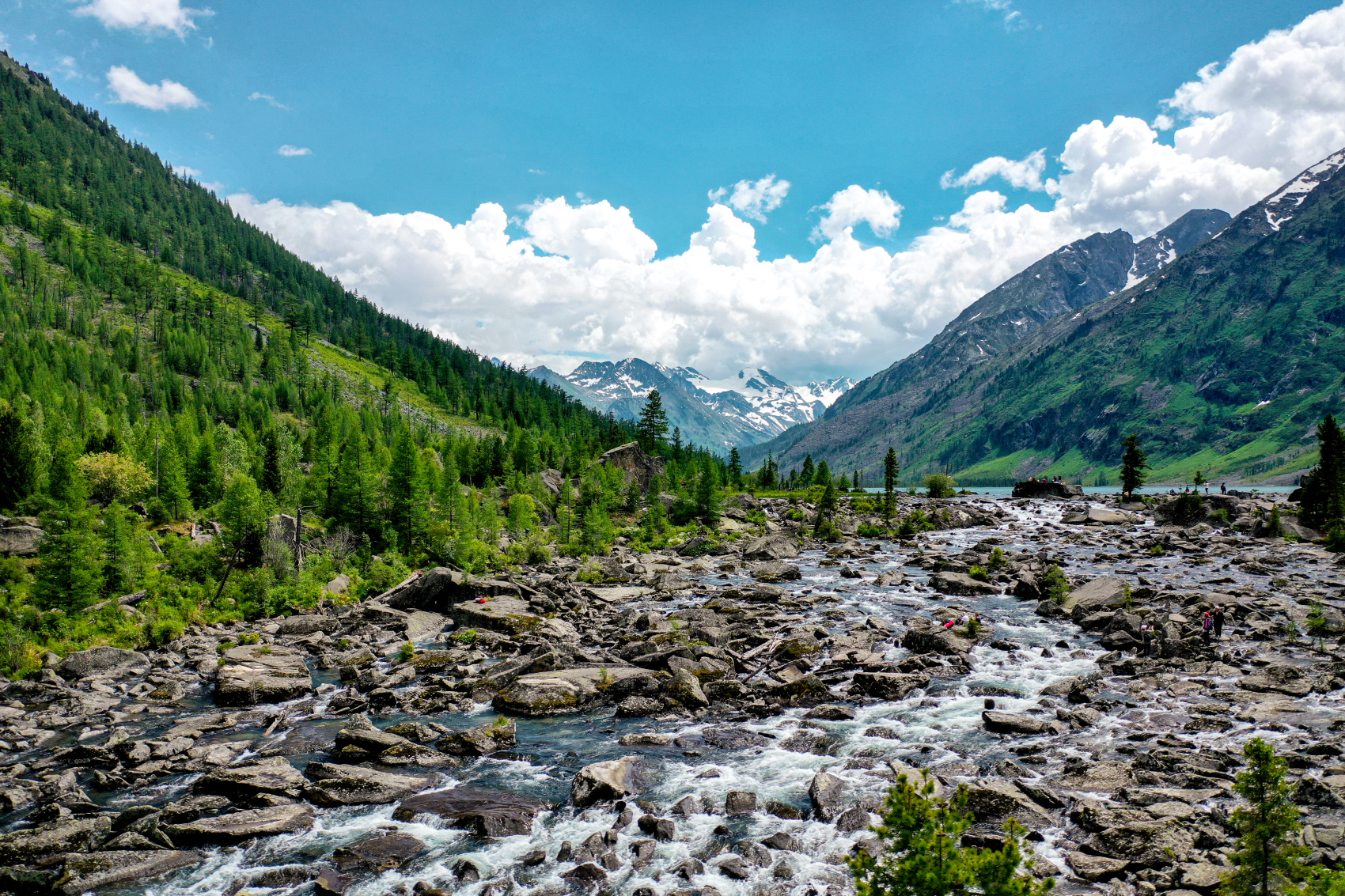 Цветение маральника, 3 дня (7/10)