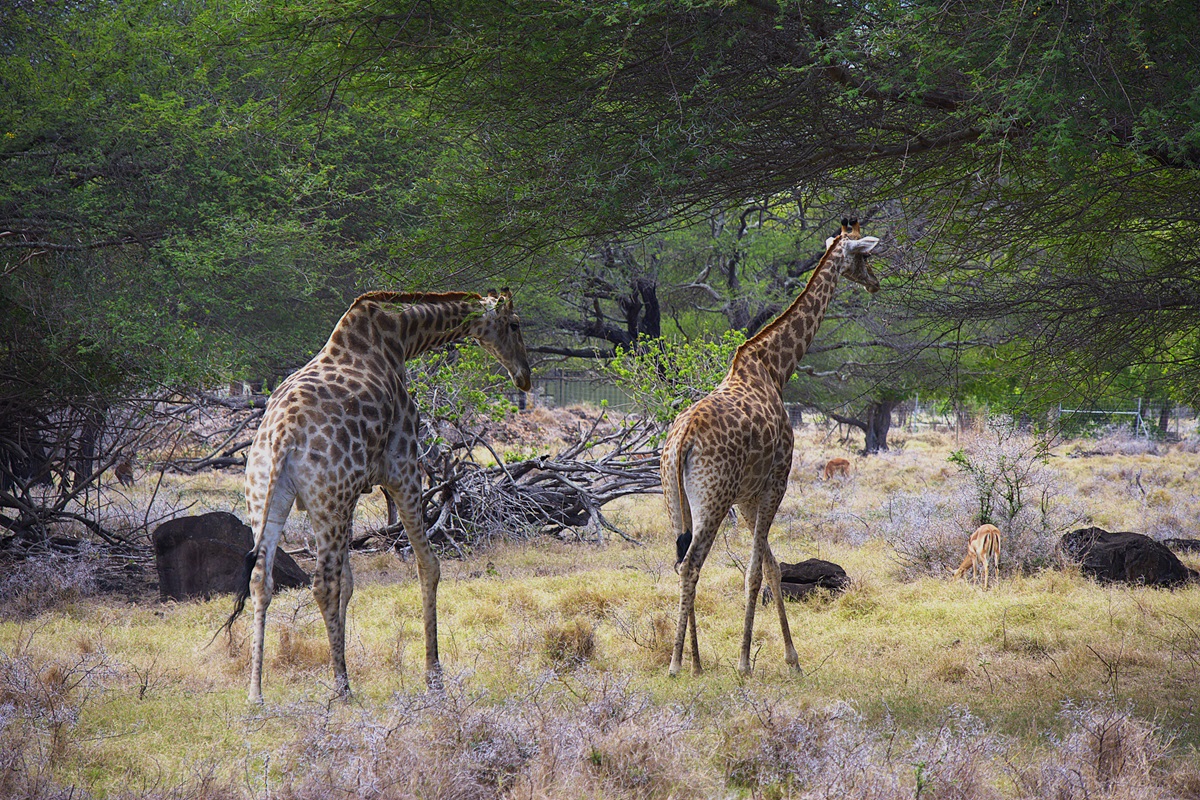 Приключения на Маврикии: от треккингов до китов (8/34)