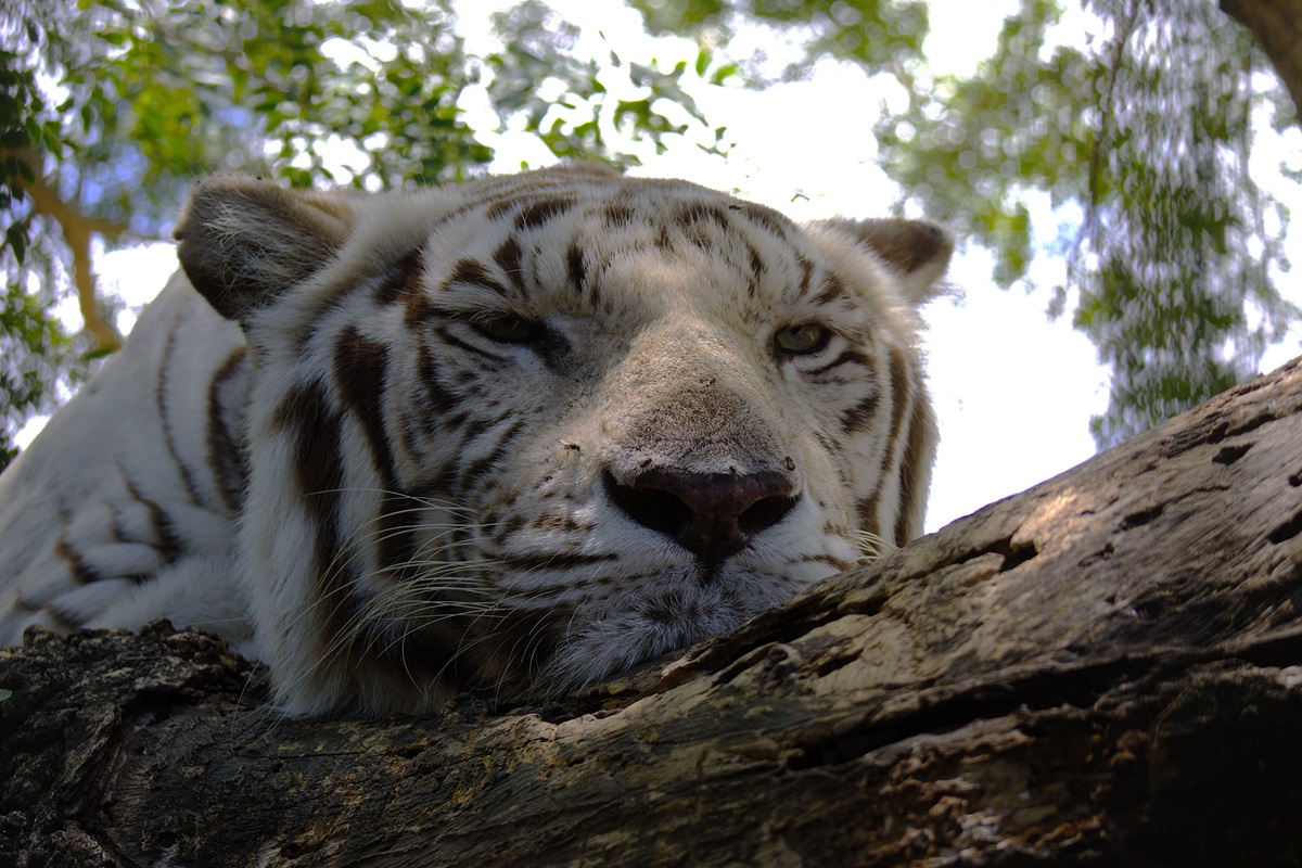 Приключения на Маврикии: от треккингов до китов (7/34)