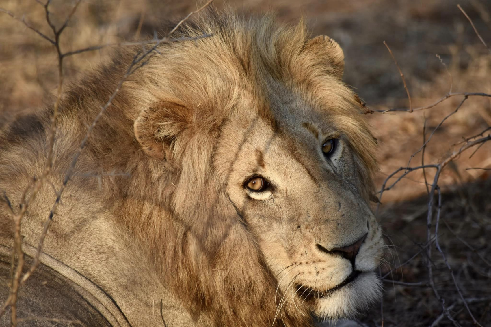 Двухдневное сафари в заповеднике Ол Педжета (3/9)
