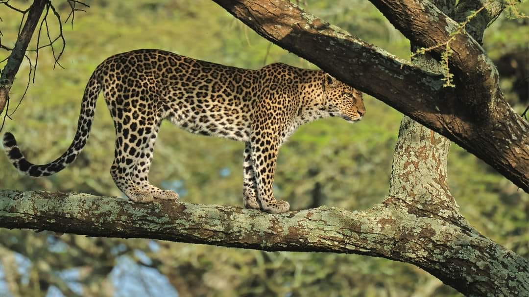 Двухдневное сафари в заповеднике Ол Педжета (2/9)
