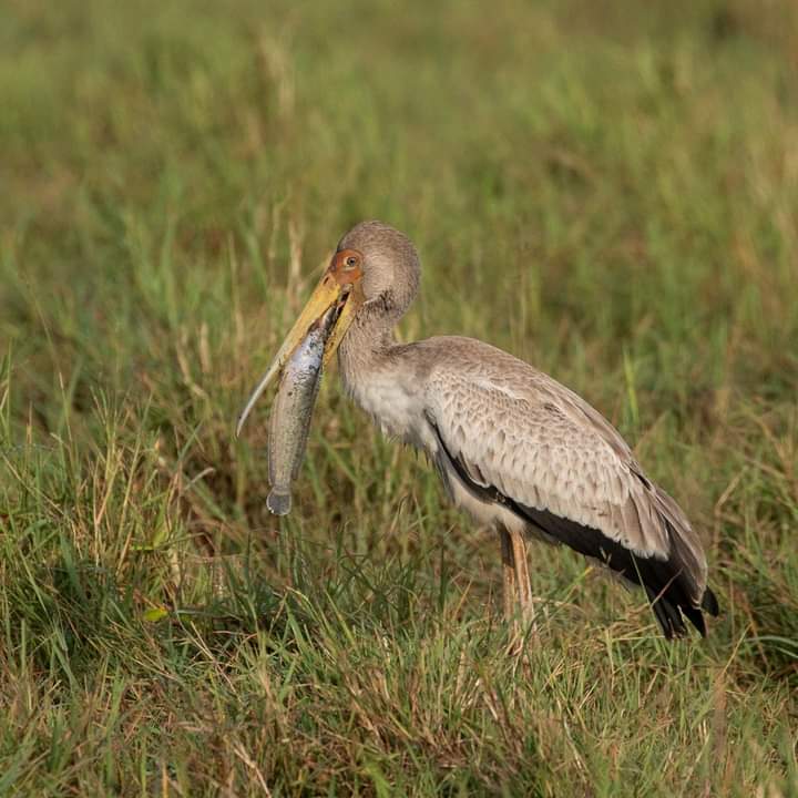 Двухдневное сафари в заповеднике Ол Педжета (8/9)