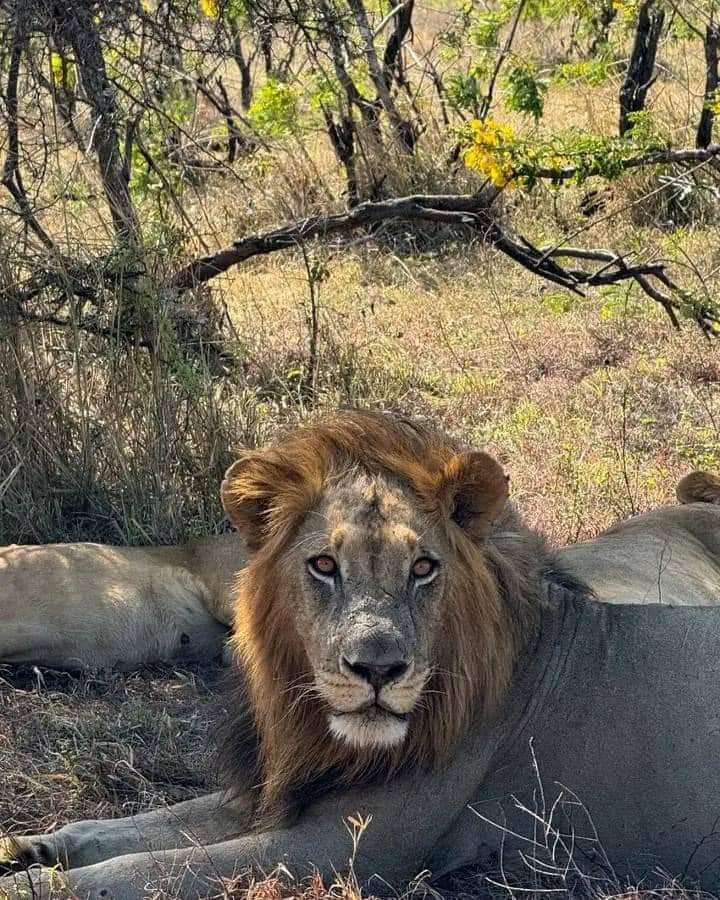 Двухдневное сафари в заповеднике Ол Педжета (7/9)