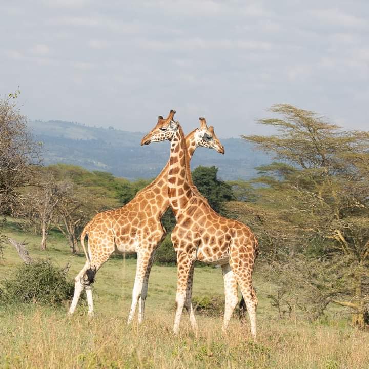 Двухдневное сафари в заповеднике Ол Педжета (9/9)