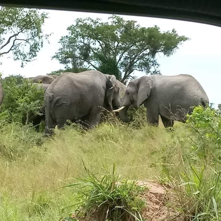 Двухдневное сафари в заповеднике Ол Педжета (6/9)