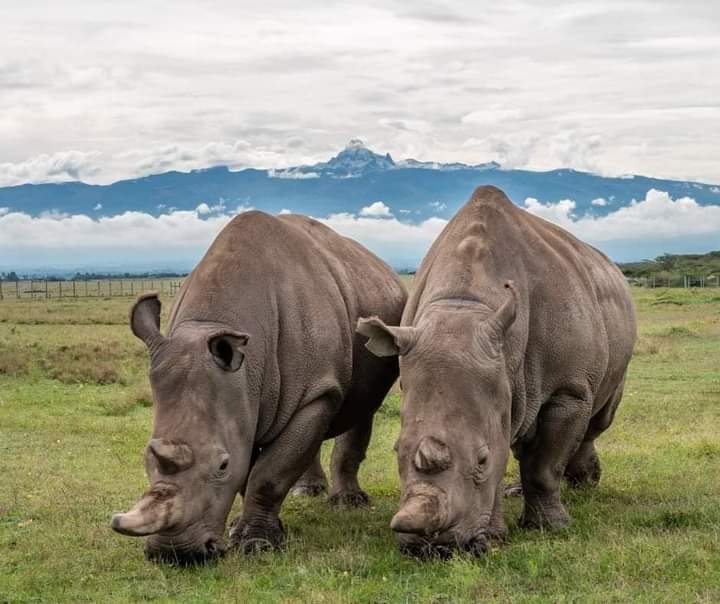 Двухдневное сафари в заповеднике Ол Педжета (5/9)