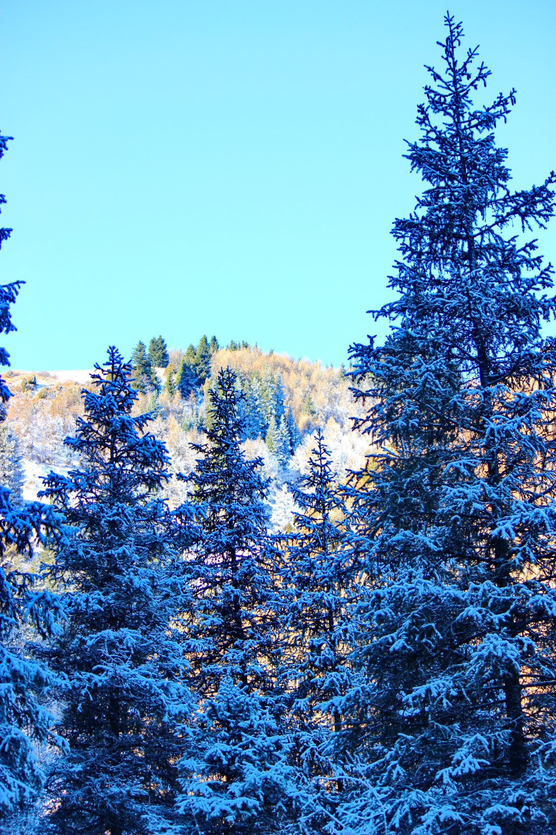 Vip Джип тур: Мир красоты и гармонии Чон-Кемина (6/11)