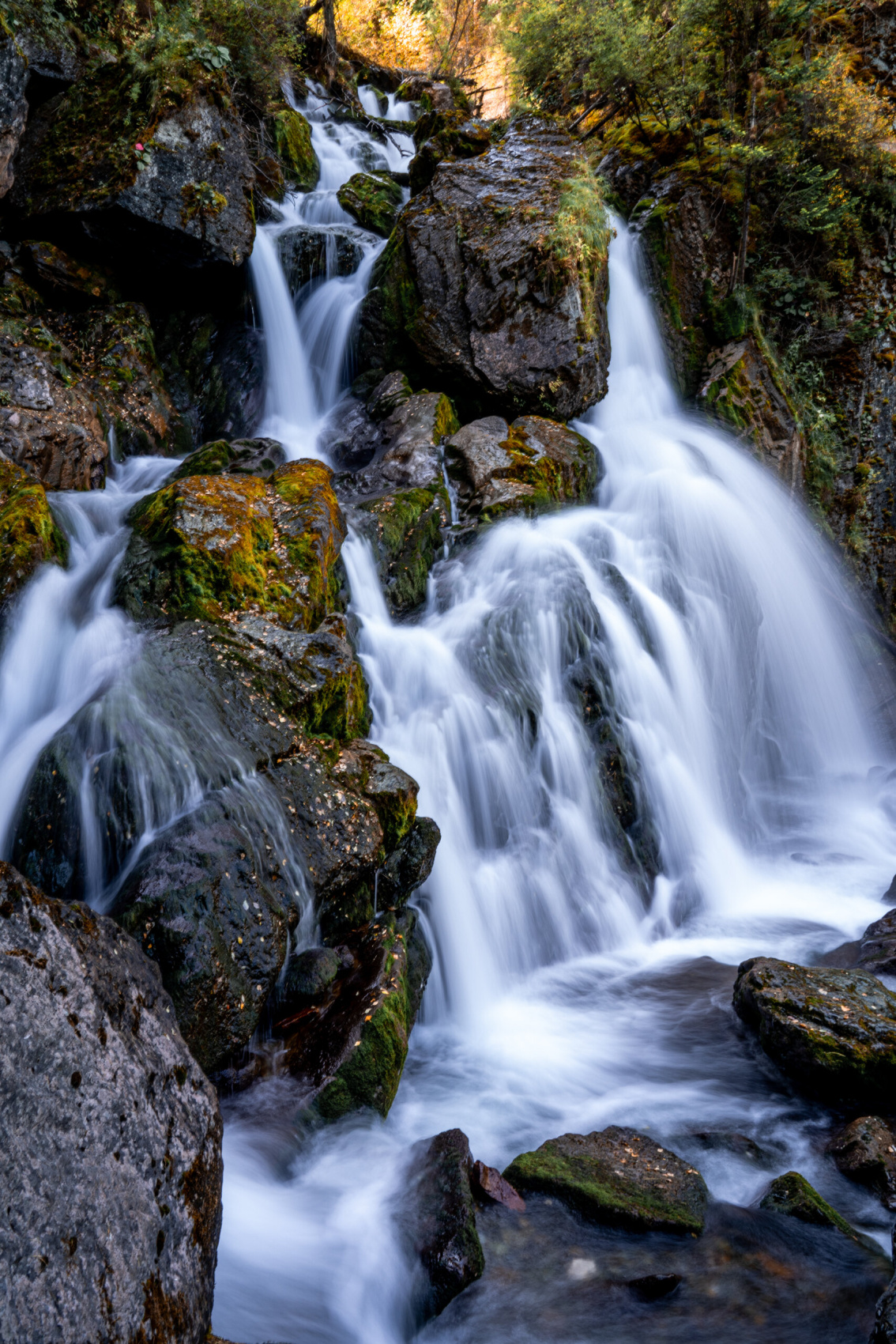 Цветение маральника, 4 дня (9/16)
