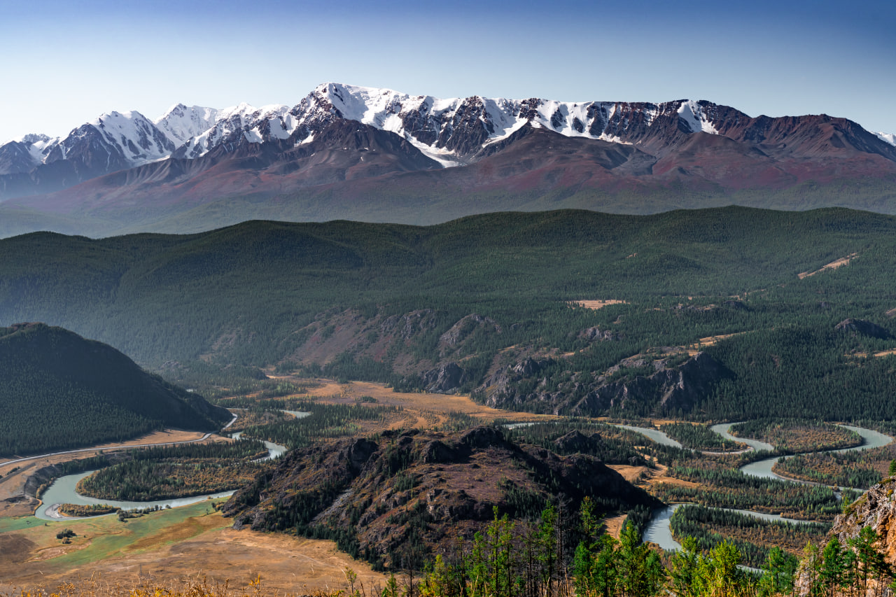 Цветение маральника, 4 дня (2/16)