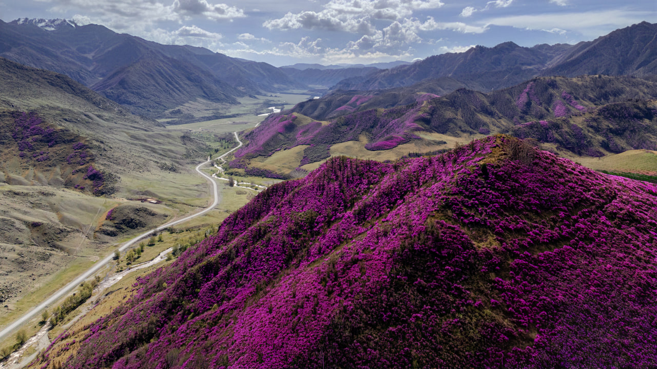 Цветение маральника, 4 дня (4/16)