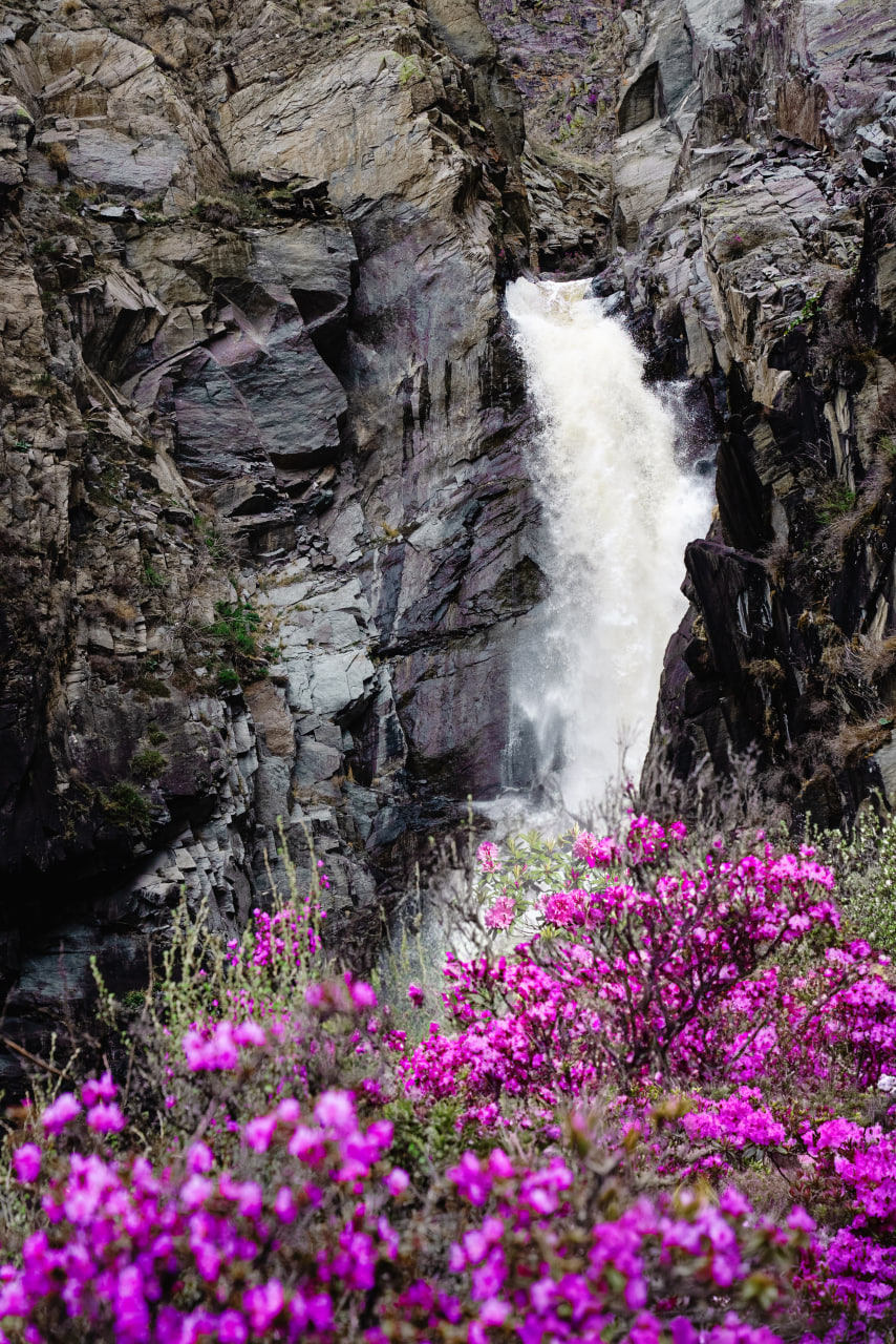 Цветение маральника, 4 дня (3/16)