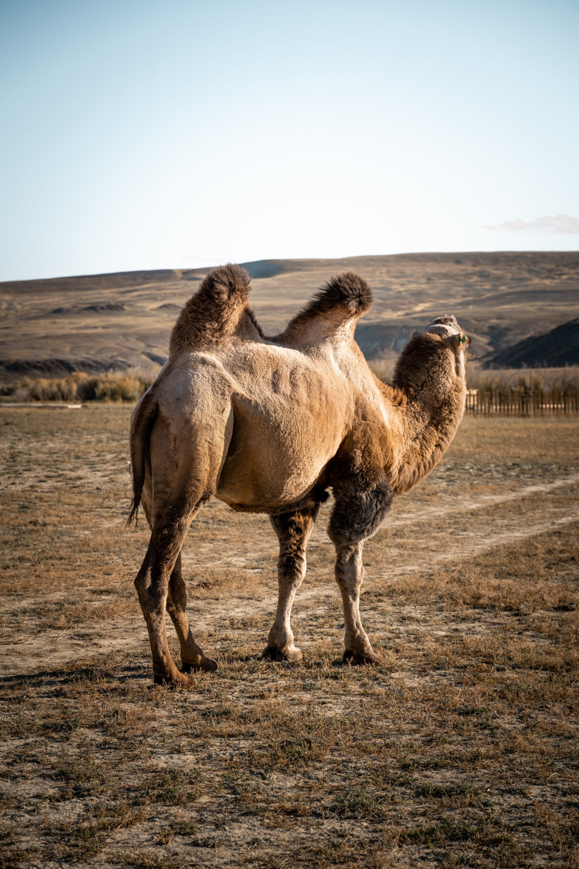 Цветение маральника, 5 дней (10/24)