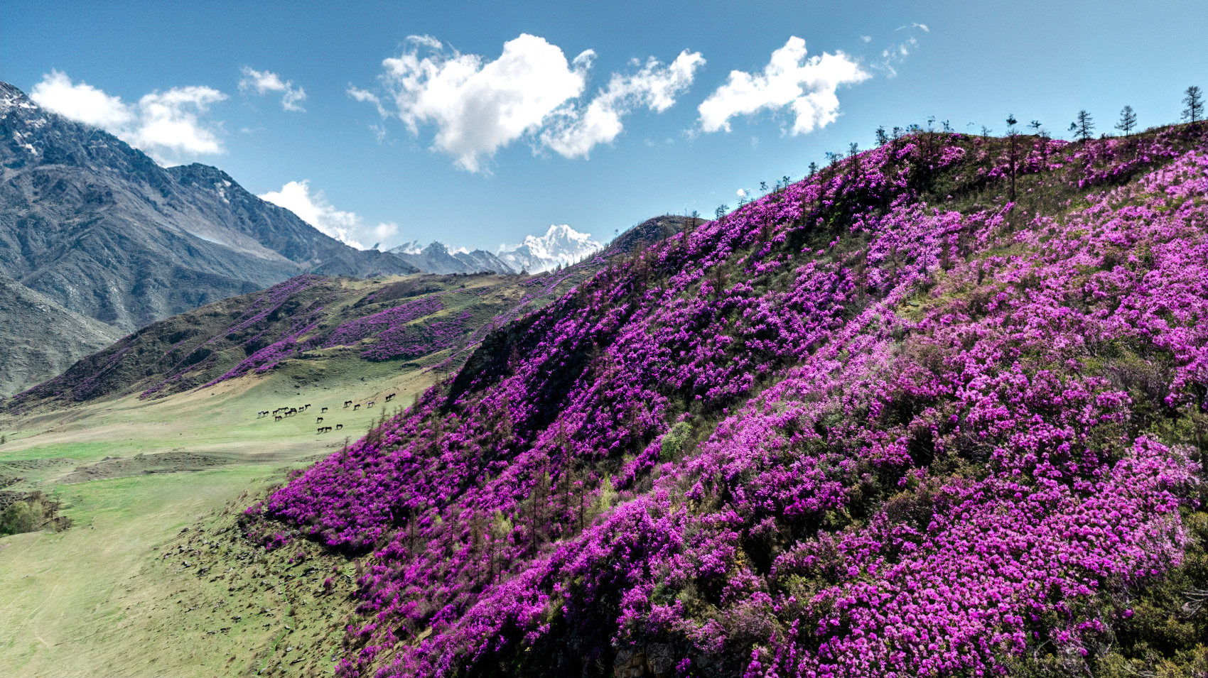 Цветение маральника, 5 дней (7/24)