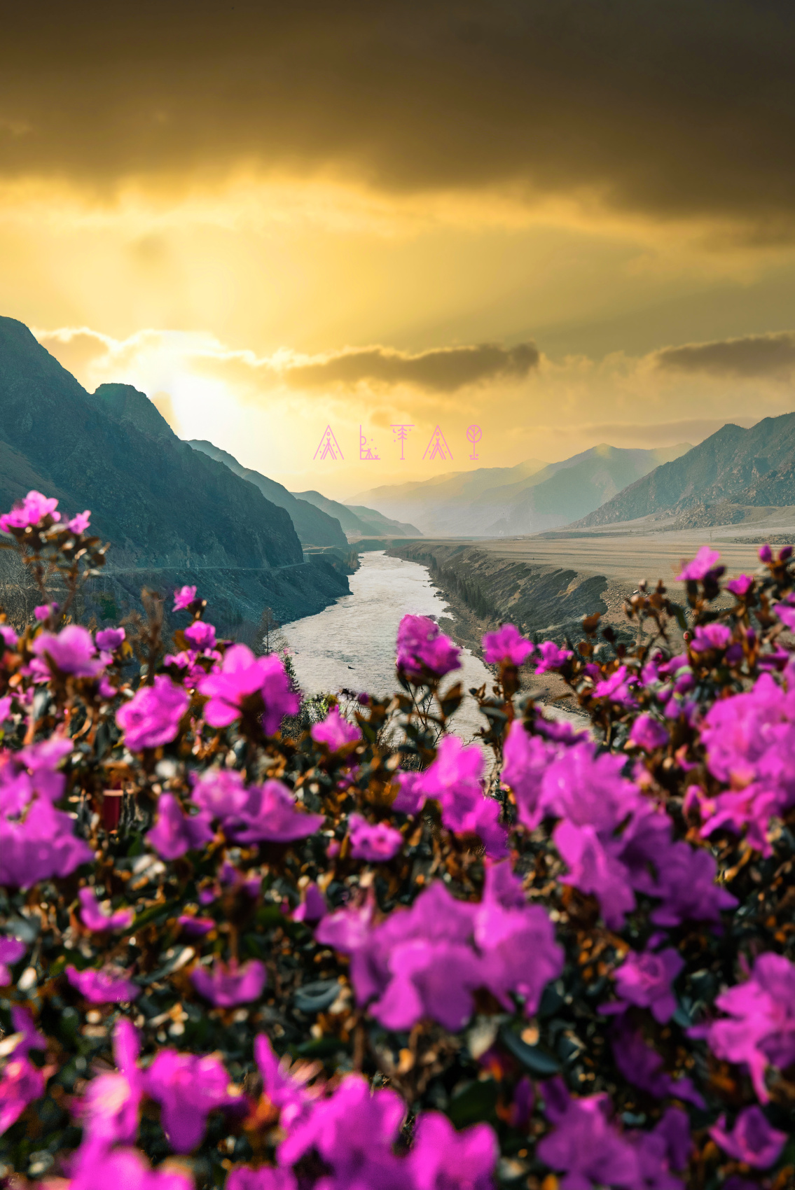 Цветение маральника, 5 дней (2/24)