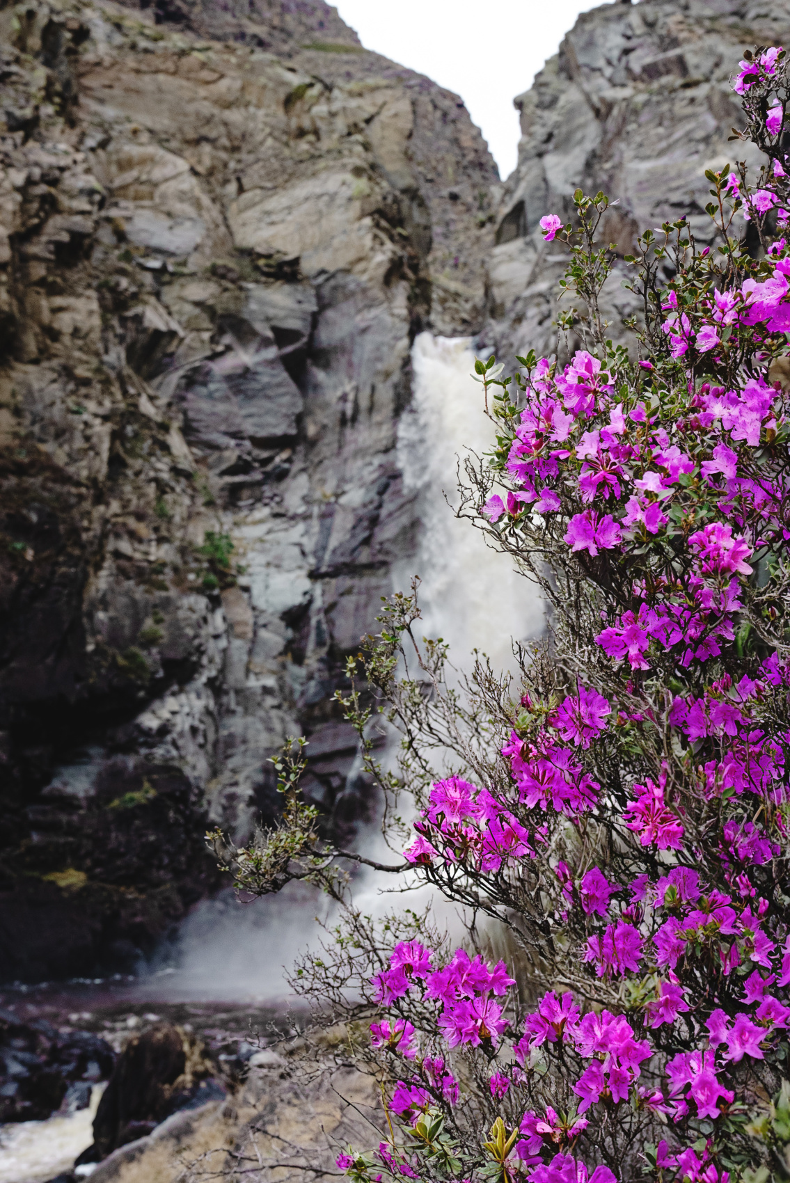 Цветение маральника, 5 дней (8/24)