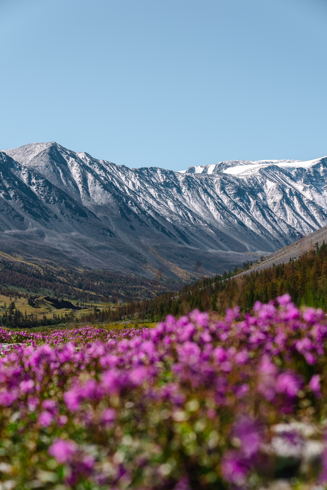 Цветение маральника, 5 дней (4/24)