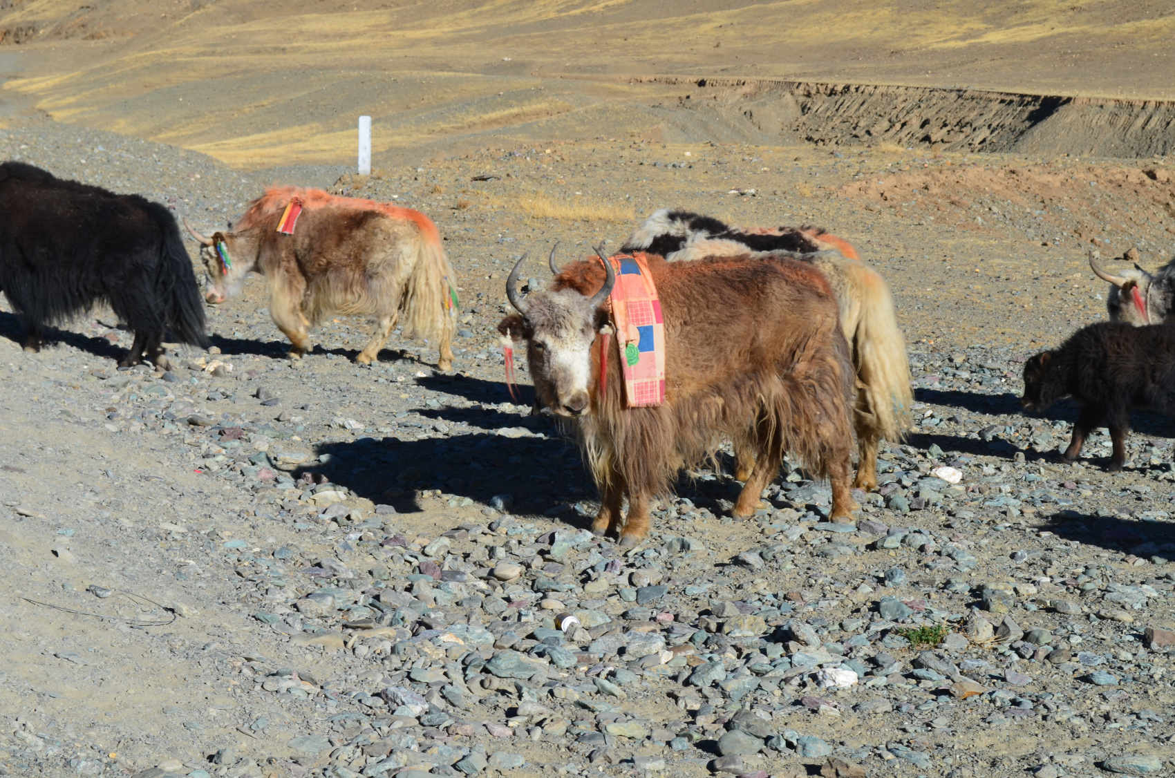 Экспедиция в  верхний Мустанг: запретное и мистическое королевство (20/70)