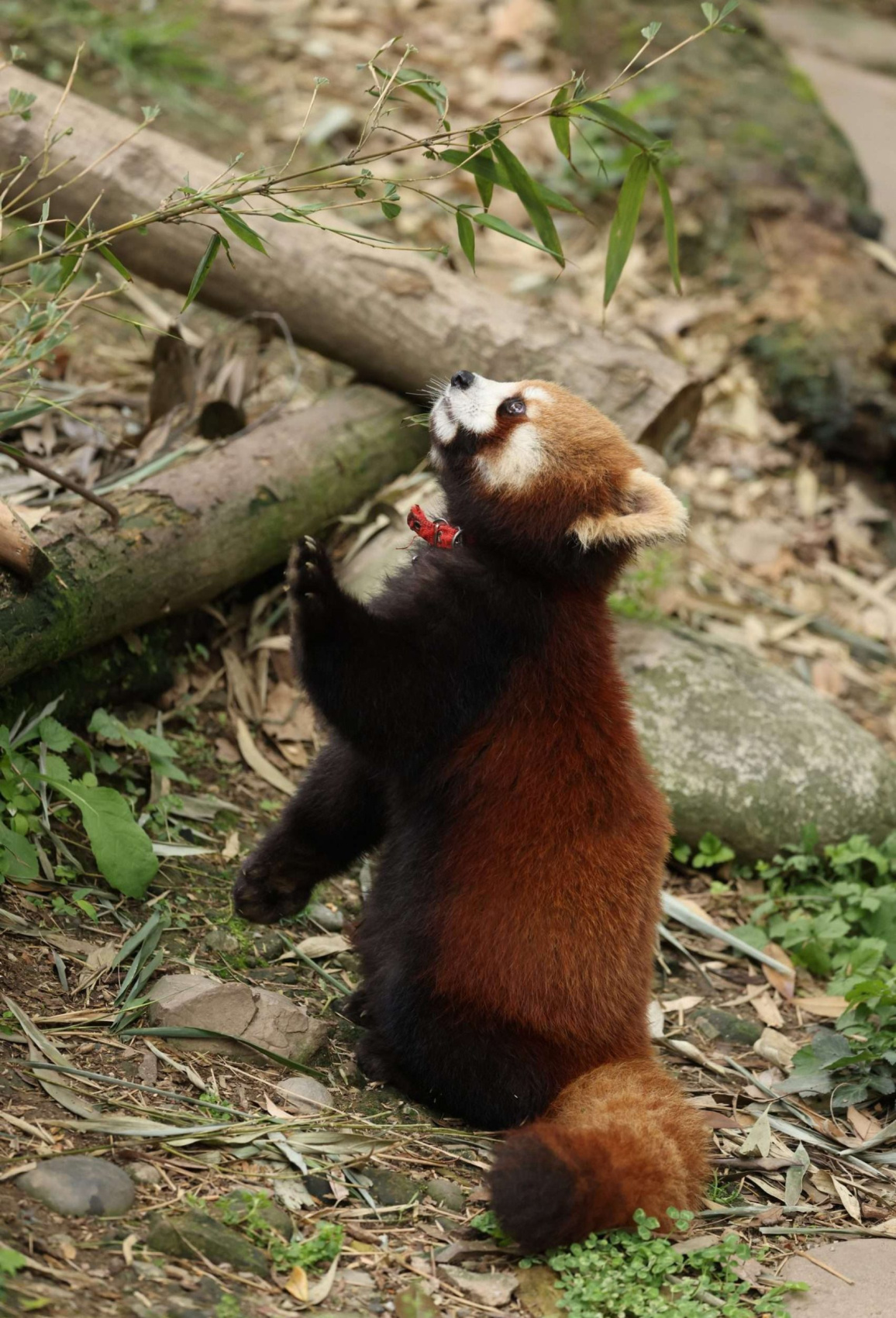 Западный Китай: с севера на юг. (5/175)