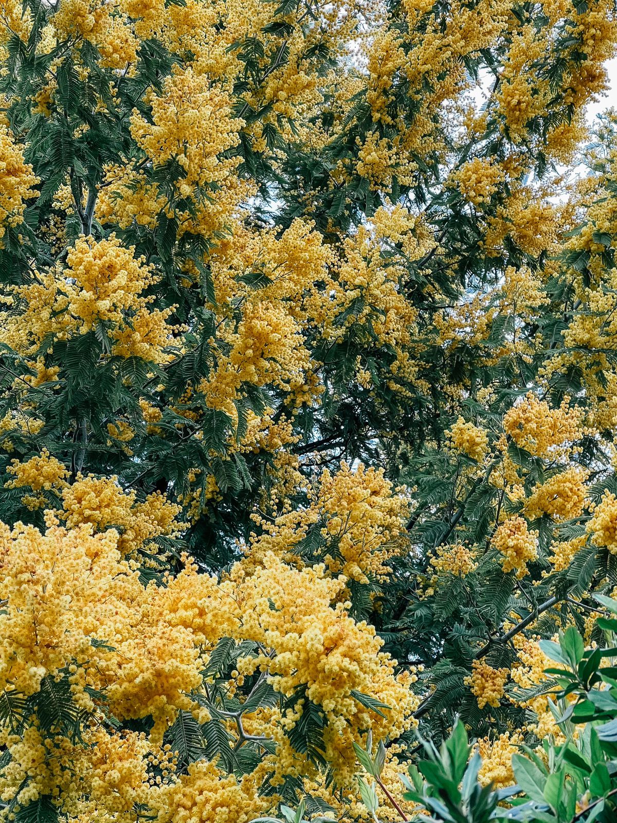 Абхазия с фотографом: мимоза и мандариновые сады! (21/51)