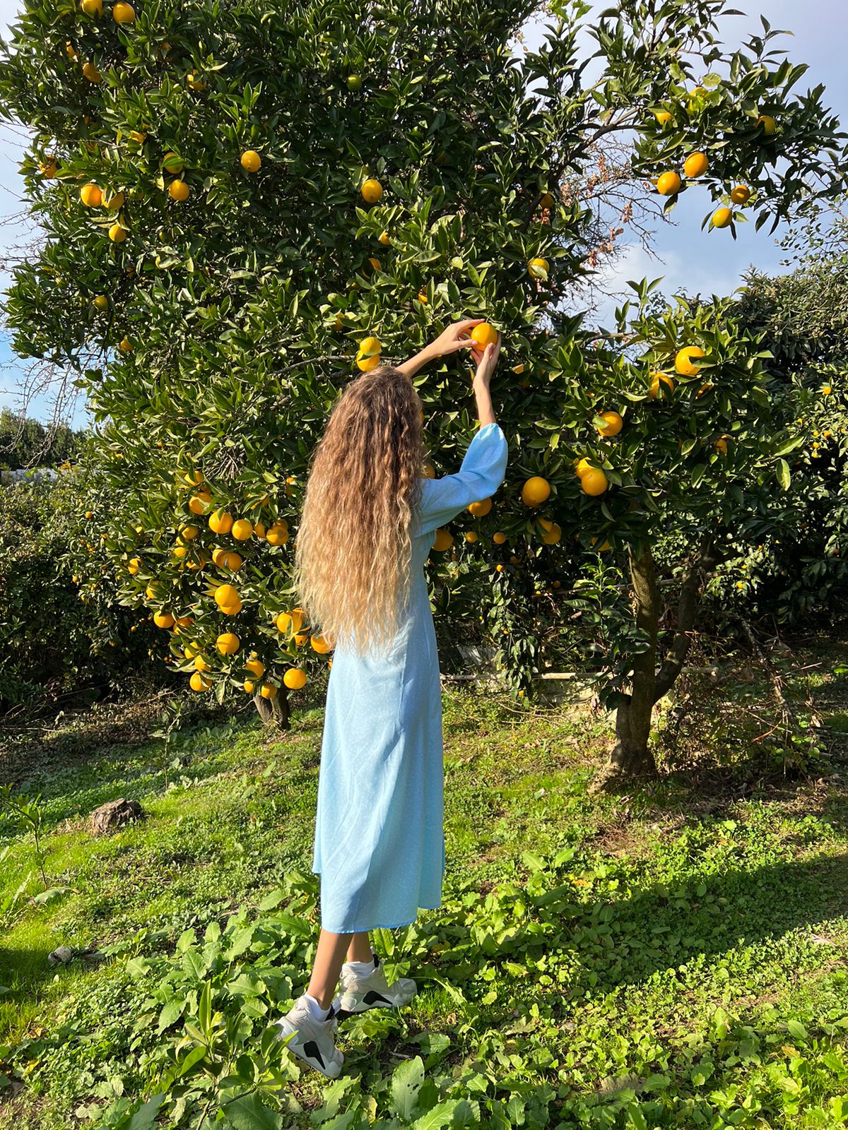 Абхазия с фотографом: мимоза и мандариновые сады! (27/51)