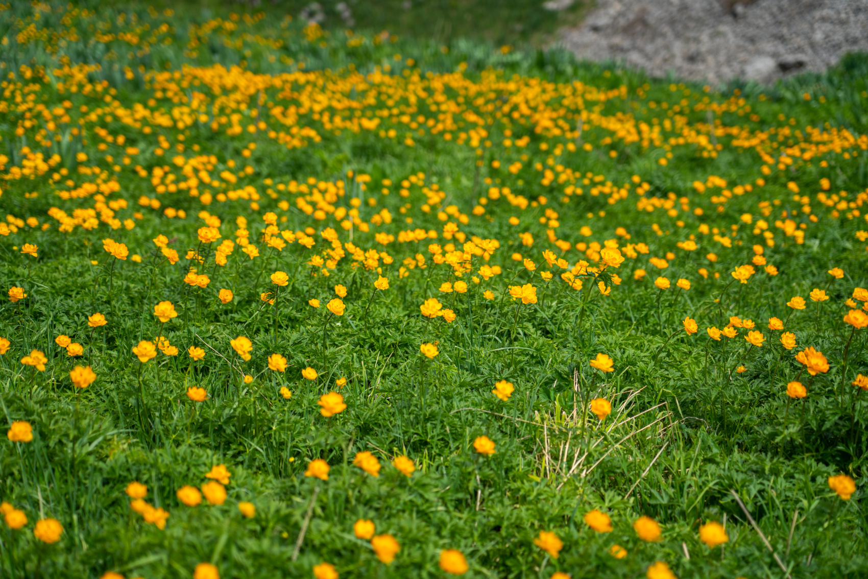 Южная сказка (7/29)