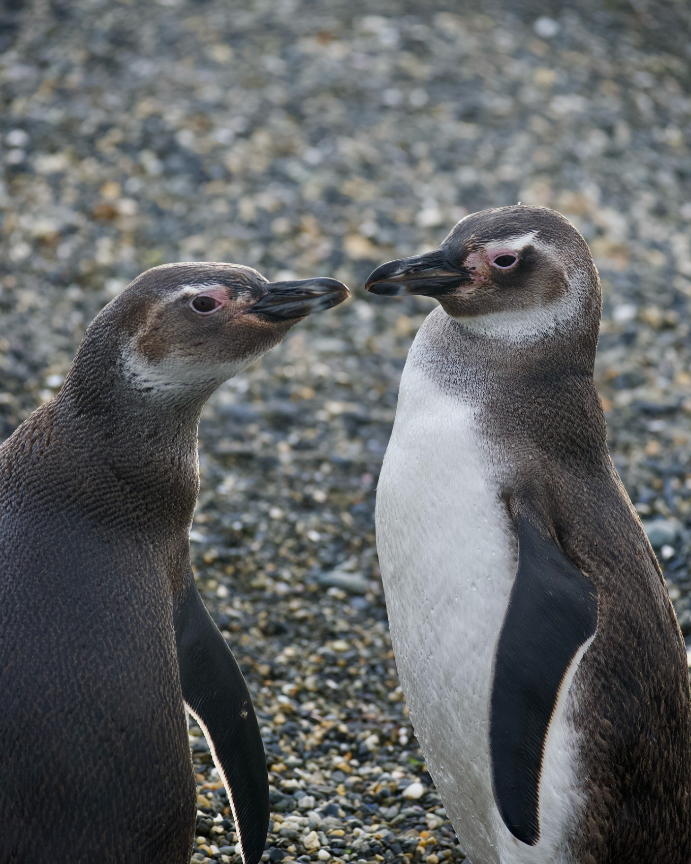 Латиноамериканский калейдоскоп: Бразилия, Аргентина, Чили (22/60)