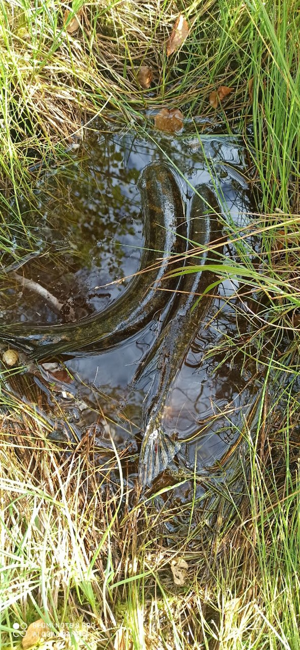 Клёвая Карелия (4/22)