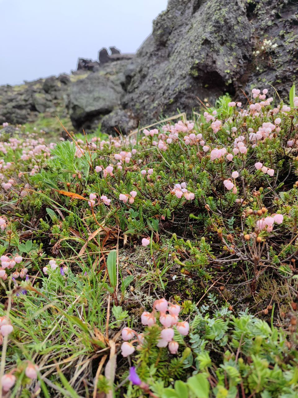 Камчатка. Вулканы, океан, рафтинг, рыбалка, восхождения (42/105)