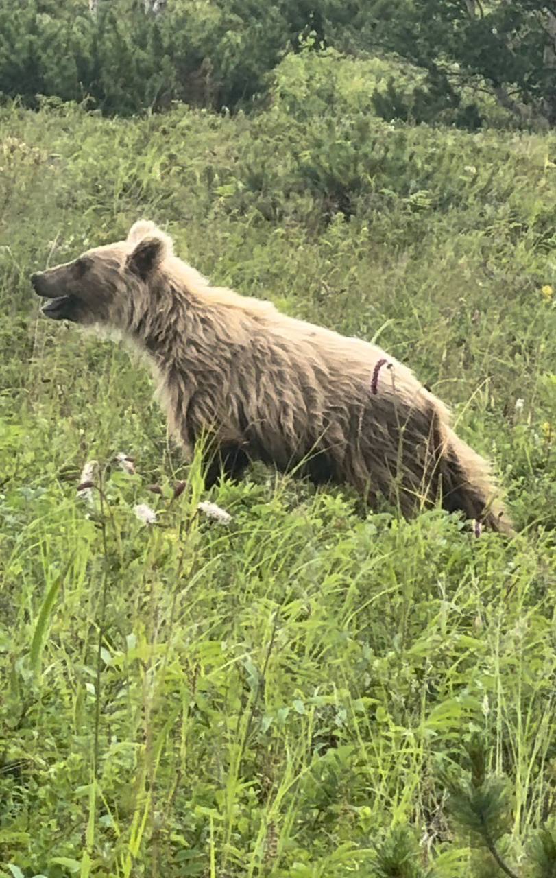 Камчатка. Вулканы, океан, рафтинг, рыбалка, восхождения (60/105)