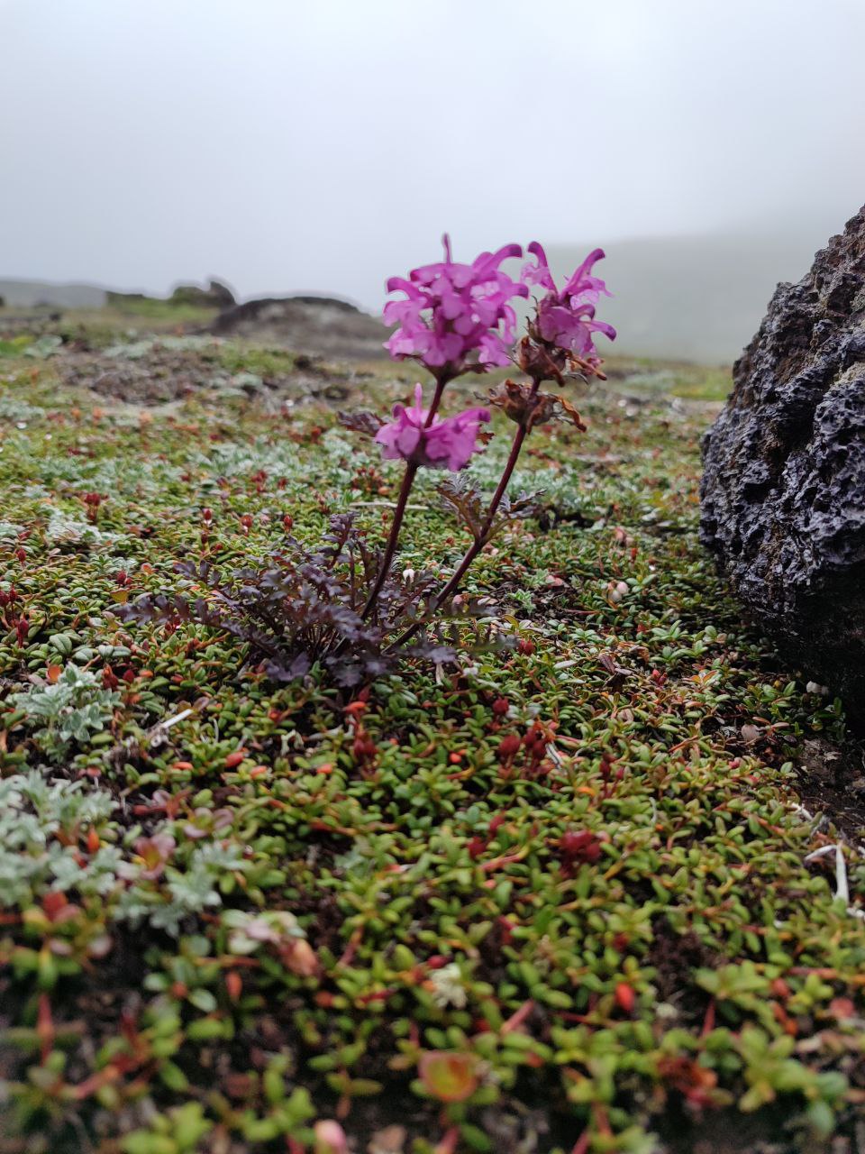 Камчатка. Вулканы, океан, рафтинг, рыбалка, восхождения (36/105)