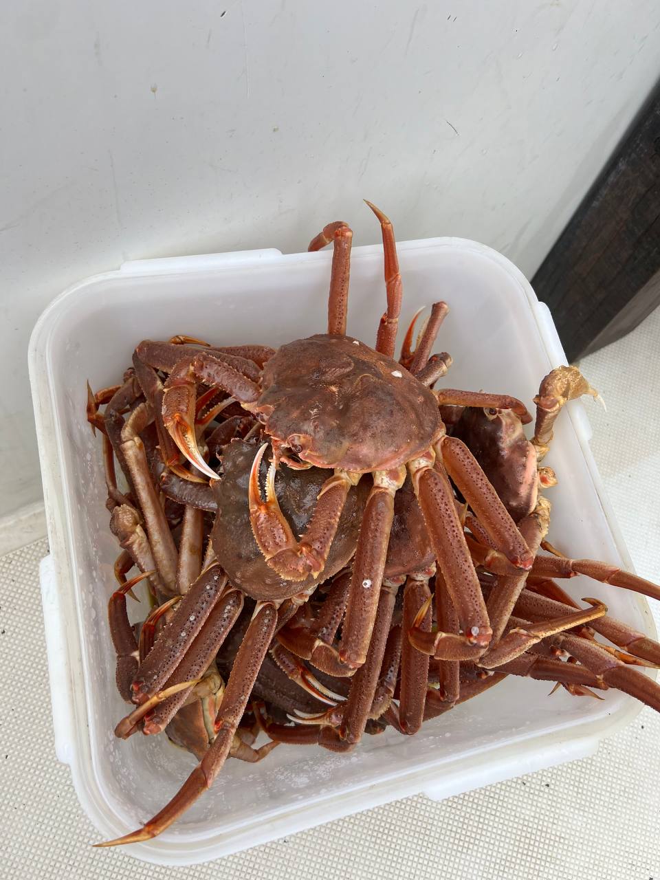 Камчатка. Вулканы, океан, рафтинг, рыбалка, восхождения (21/105)