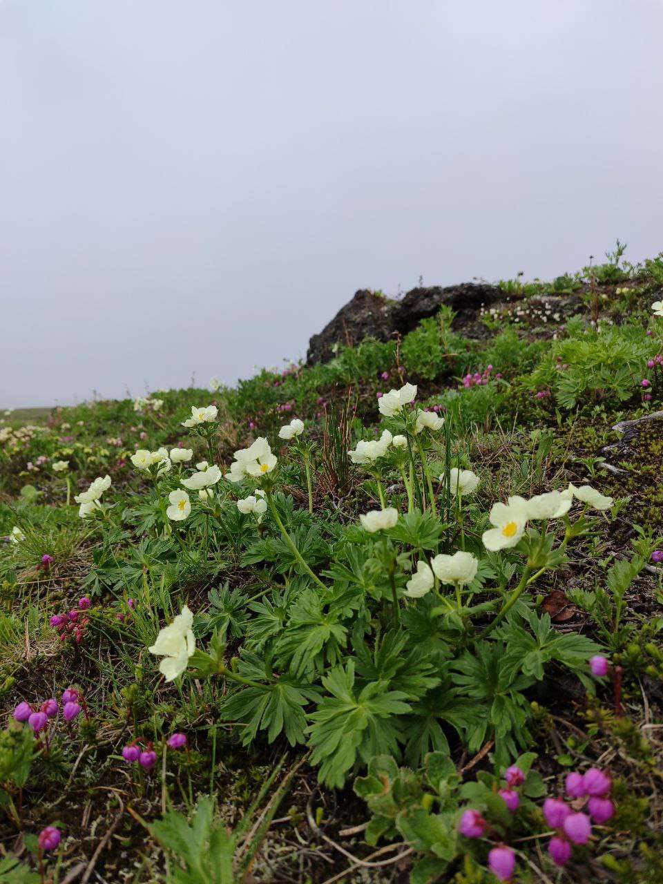 Камчатка. Вулканы, океан, рафтинг, рыбалка, восхождения (37/105)