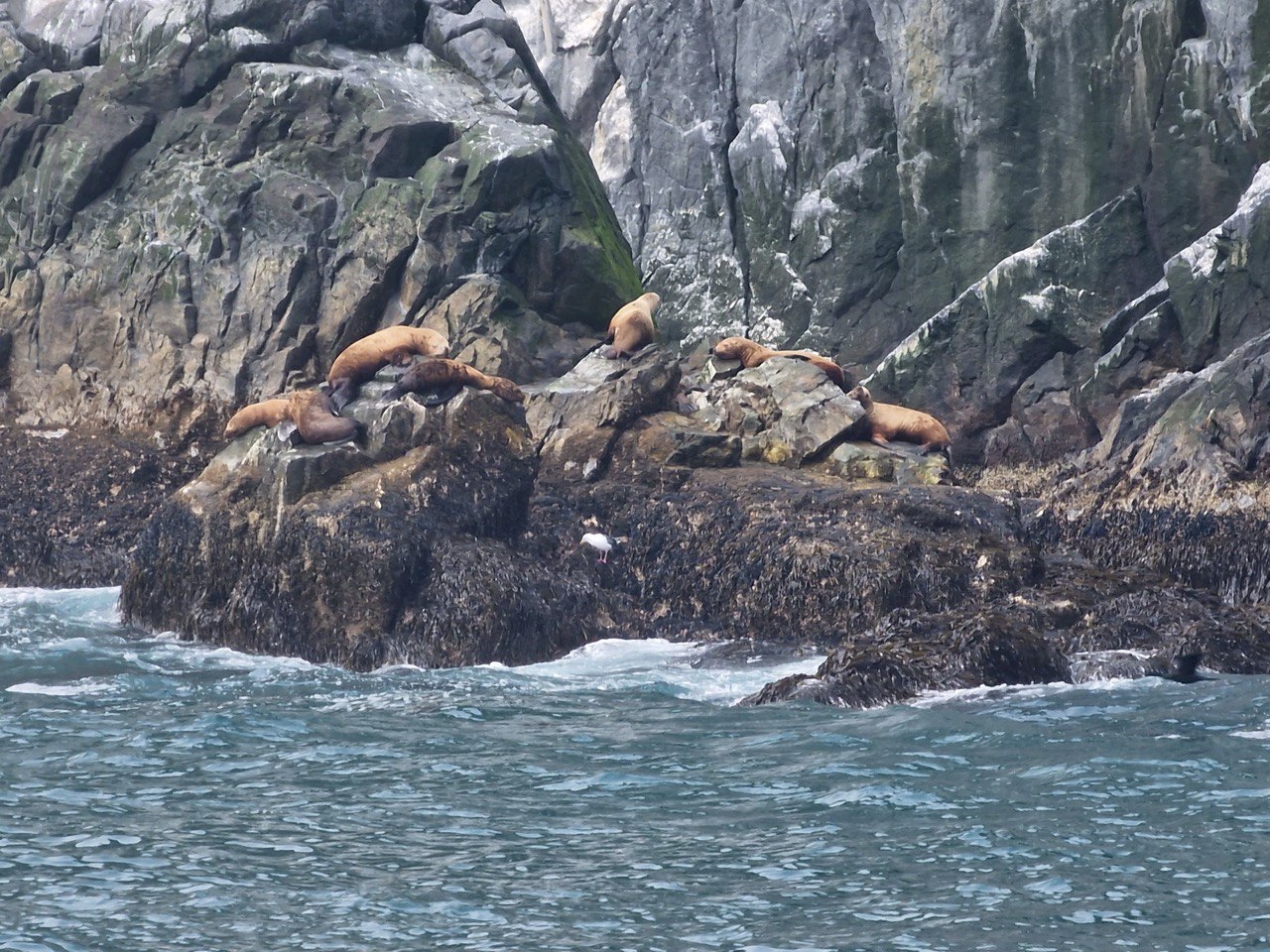 Камчатка. Вулканы, океан, рафтинг, рыбалка, восхождения (29/105)