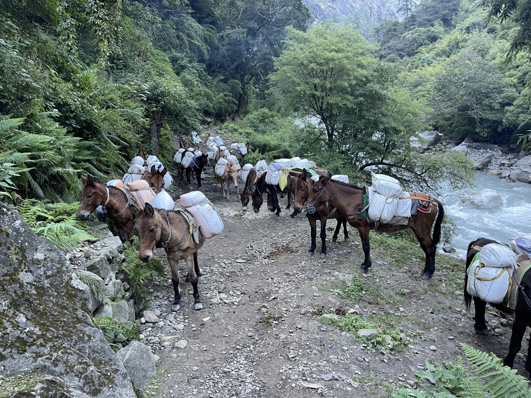 Треккинг Кольцо Манаслу (4/14)