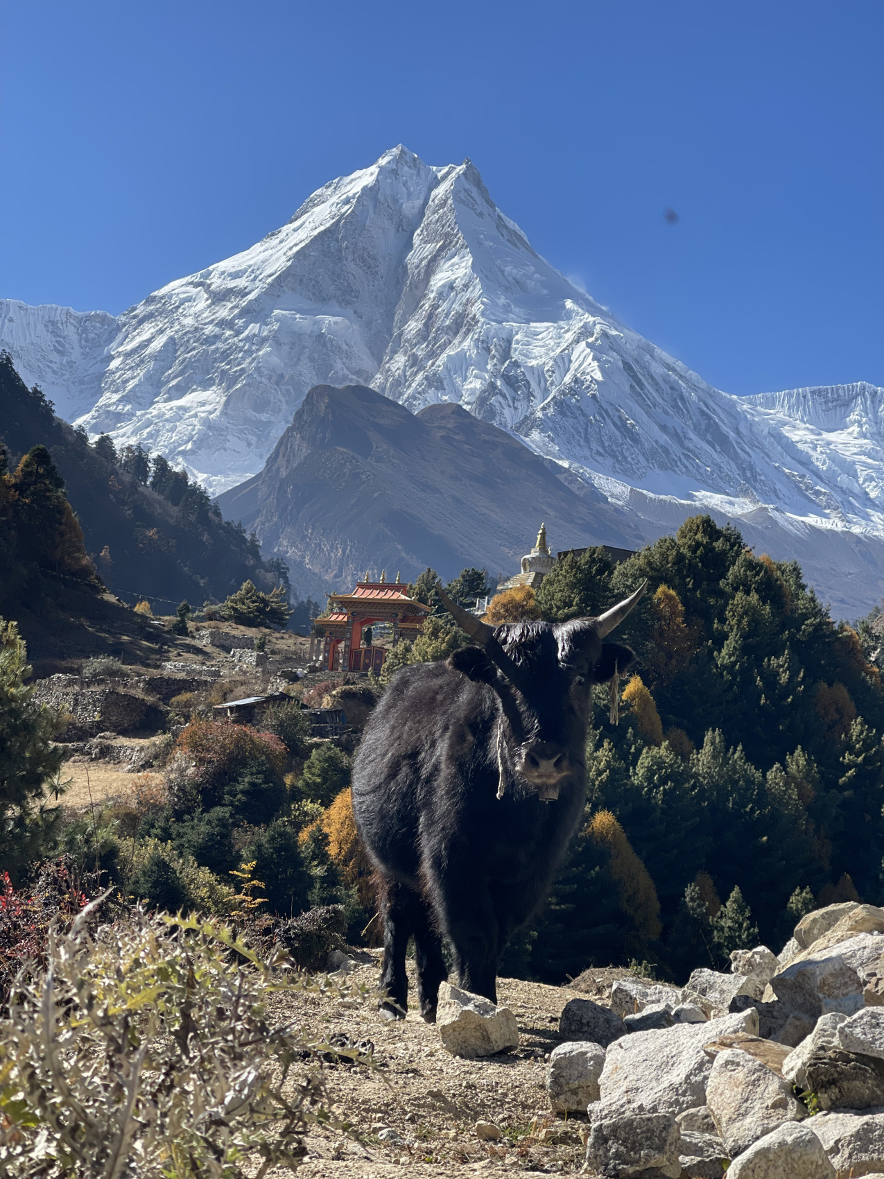 Треккинг Кольцо Манаслу (10/14)