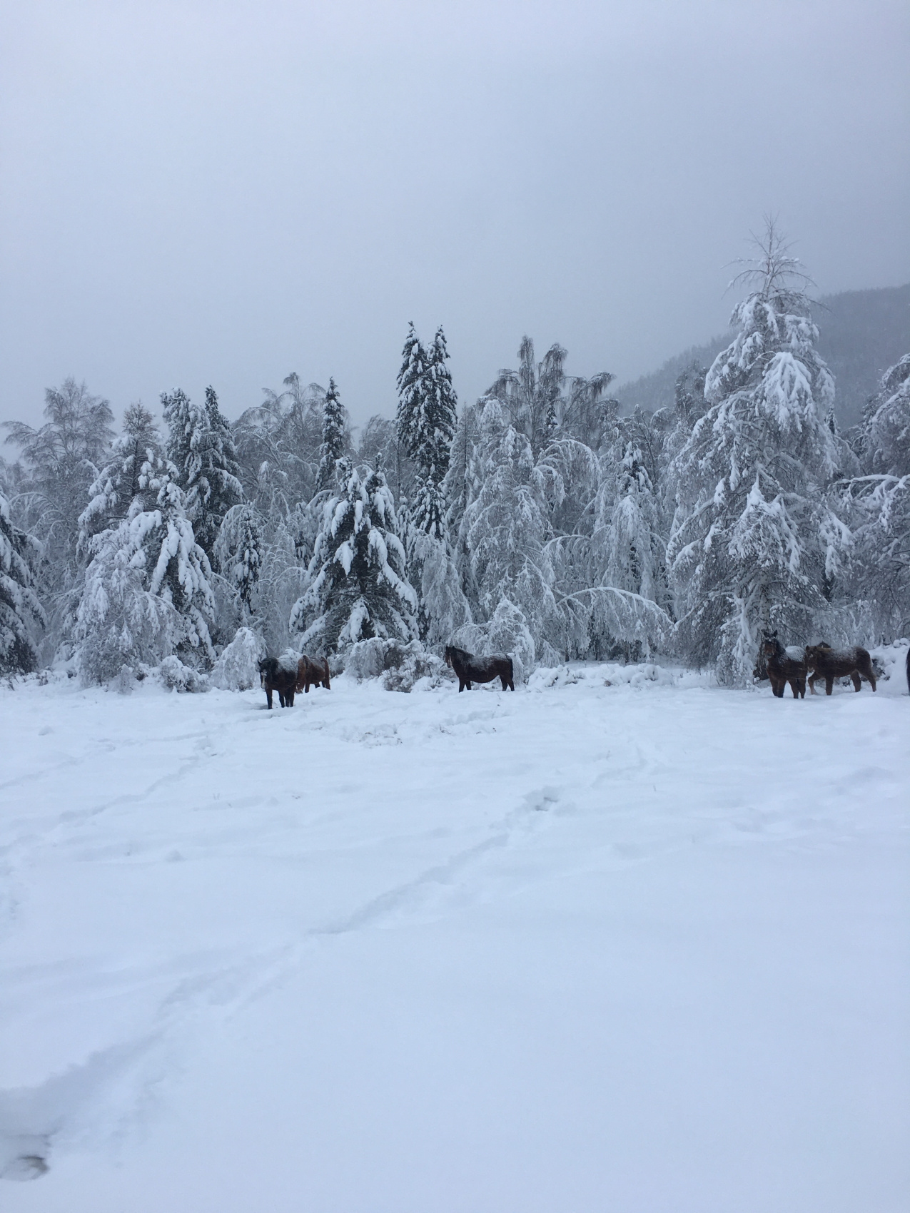 К подножию Белухи на снегоходах (комфорт) (15/31)