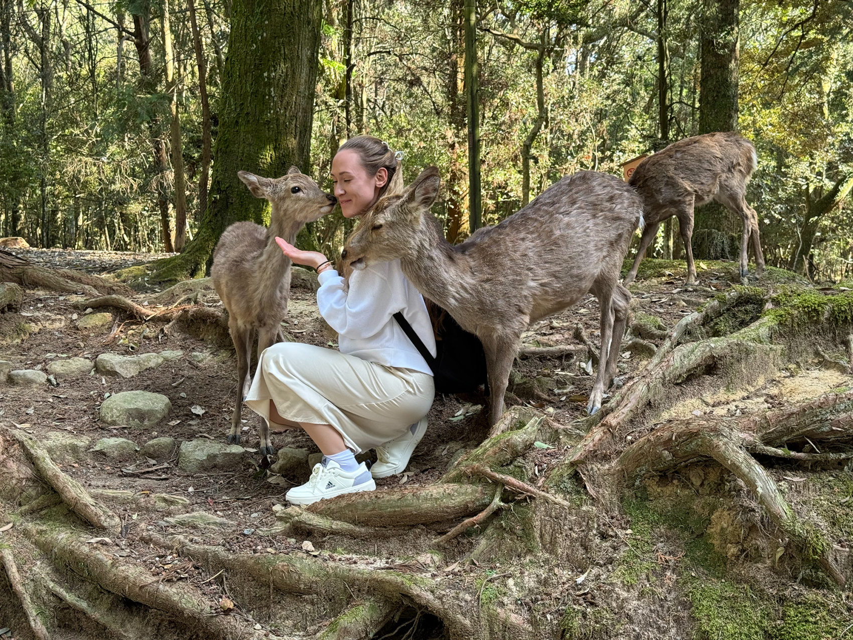 Япония, коротко о главном. Пик момидзи. Личный гид + водитель. (24/29)