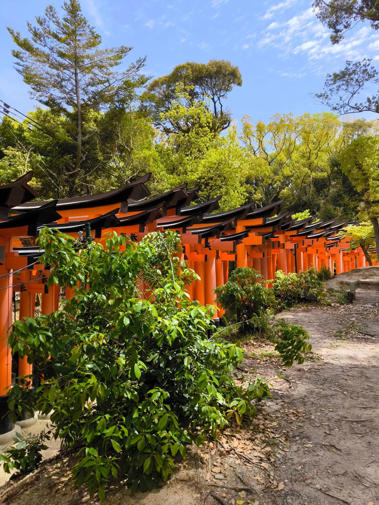 Япония, коротко о главном. Пик момидзи. Личный гид + водитель. (15/29)