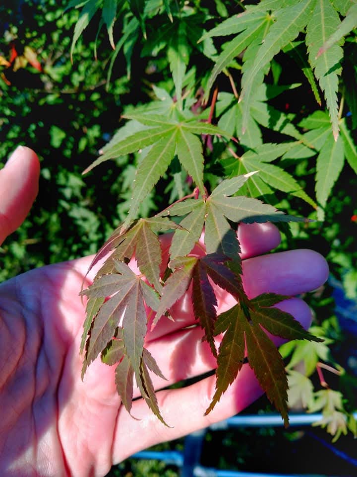 Япония, коротко о главном. Пик момидзи. Личный гид + водитель. (2/29)