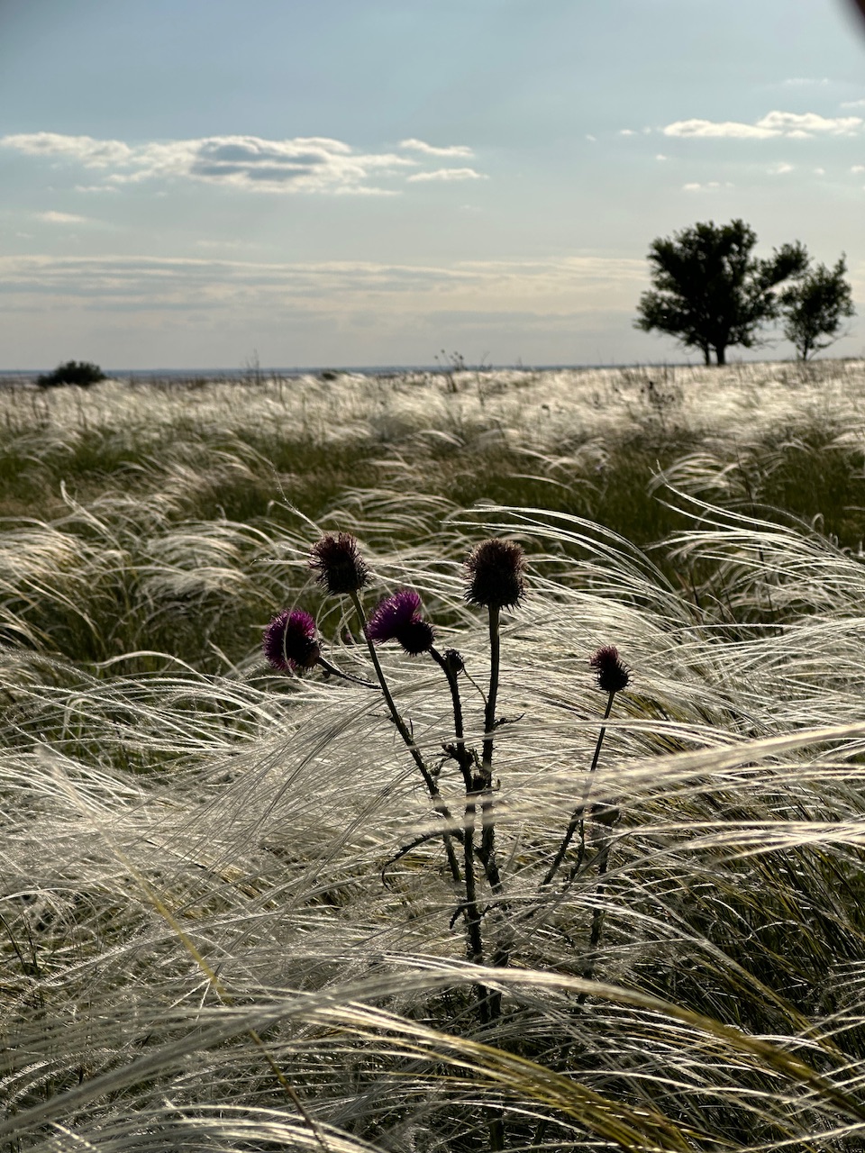 Калмыкия - родина тюльпанов! (10/30)