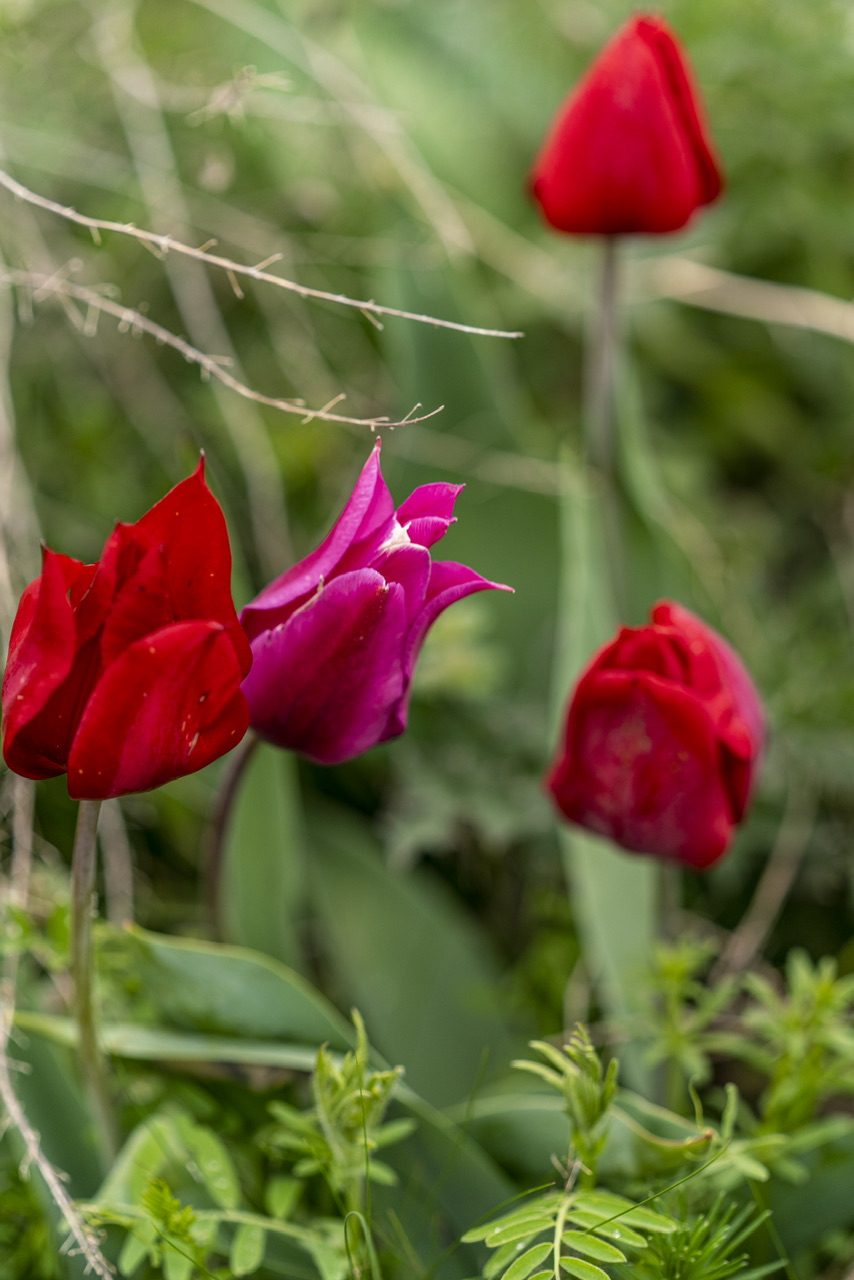 Калмыкия - родина тюльпанов! (16/30)