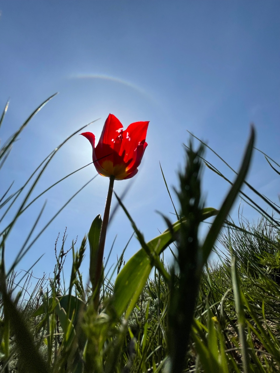 Калмыкия - родина тюльпанов! (17/30)