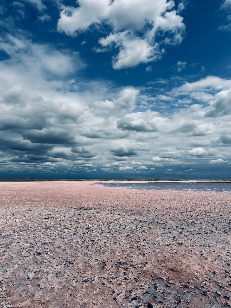 Калмыкия - родина тюльпанов! (3/30)