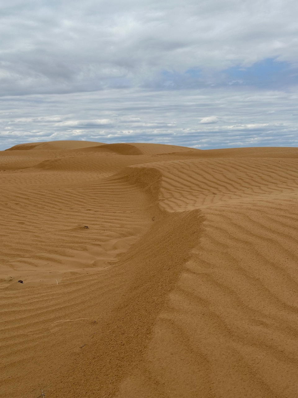 Калмыкия - родина тюльпанов! (5/30)