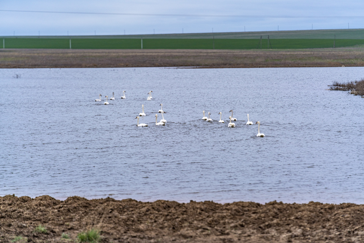 Калмыкия - родина тюльпанов! (14/30)
