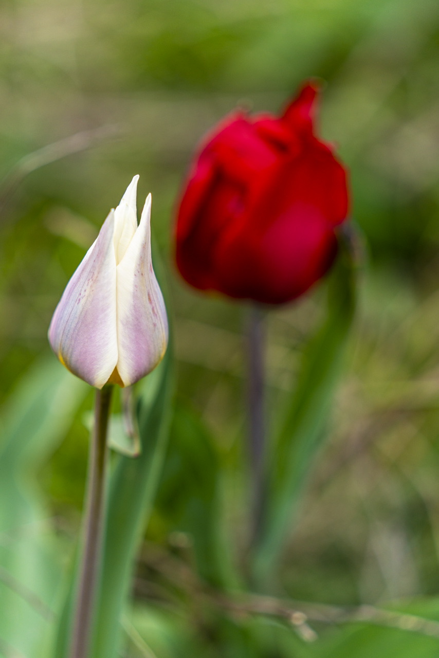 Калмыкия - родина тюльпанов! (15/30)