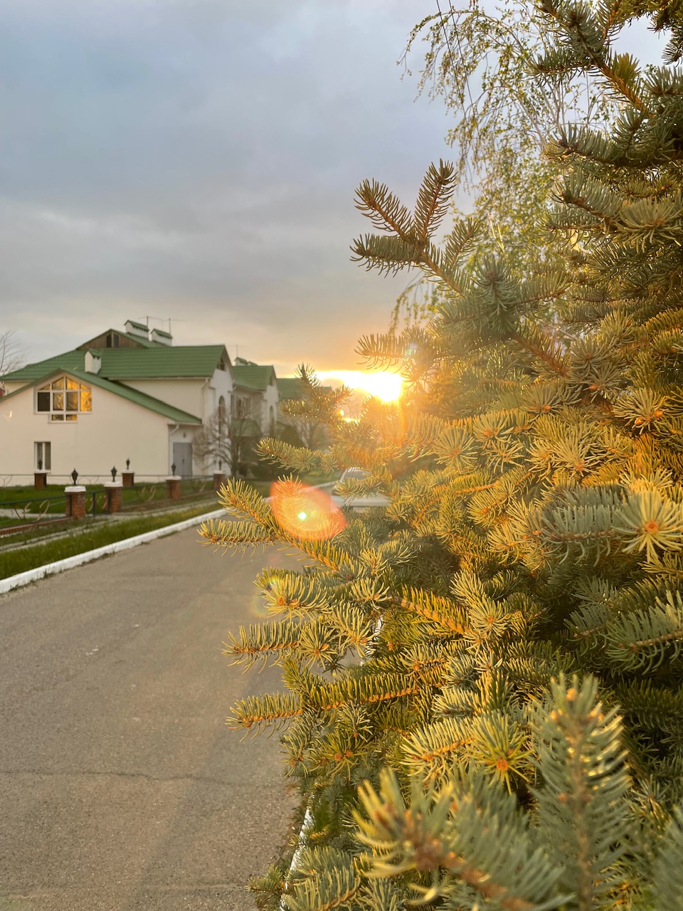 Калмыкия - родина тюльпанов! (13/30)