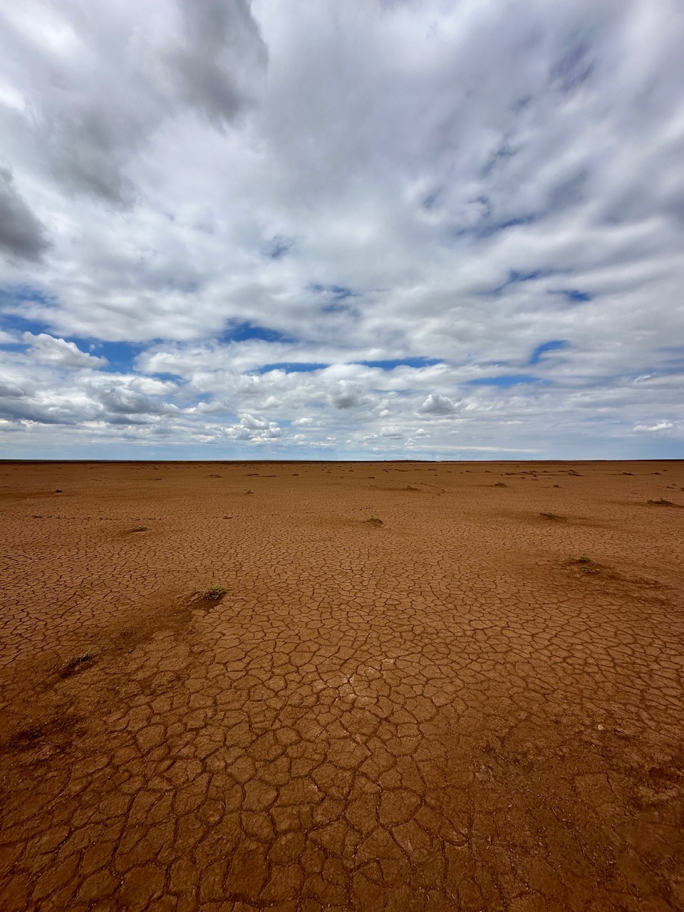 Калмыкия - родина тюльпанов! (2/30)